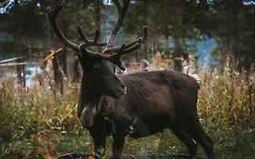 Reindeer Lodge